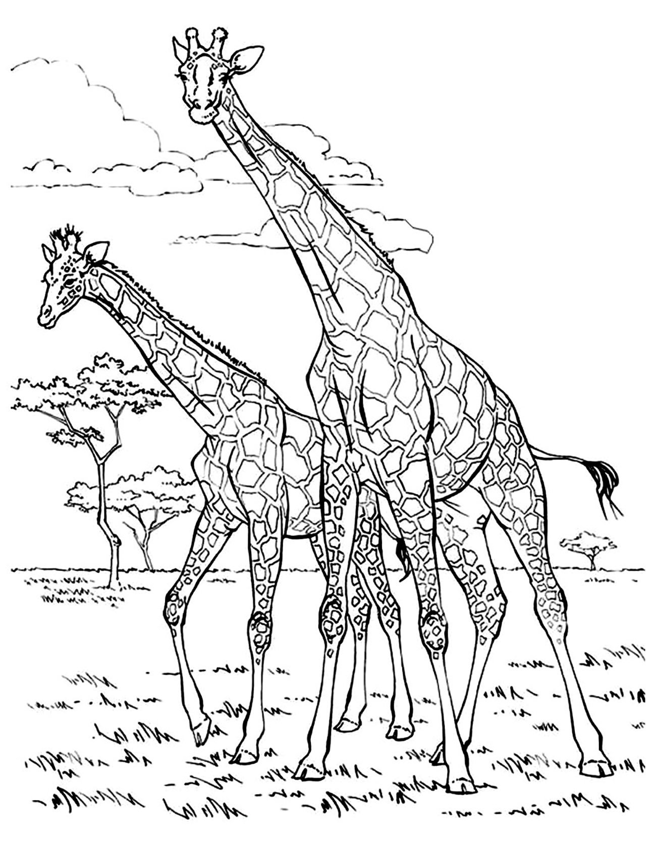 Two Giraffes Giraffes Coloring Pages For Adults